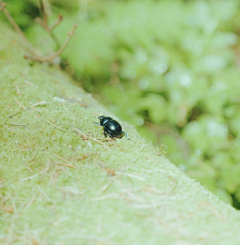 a black bug crawling on a green surface