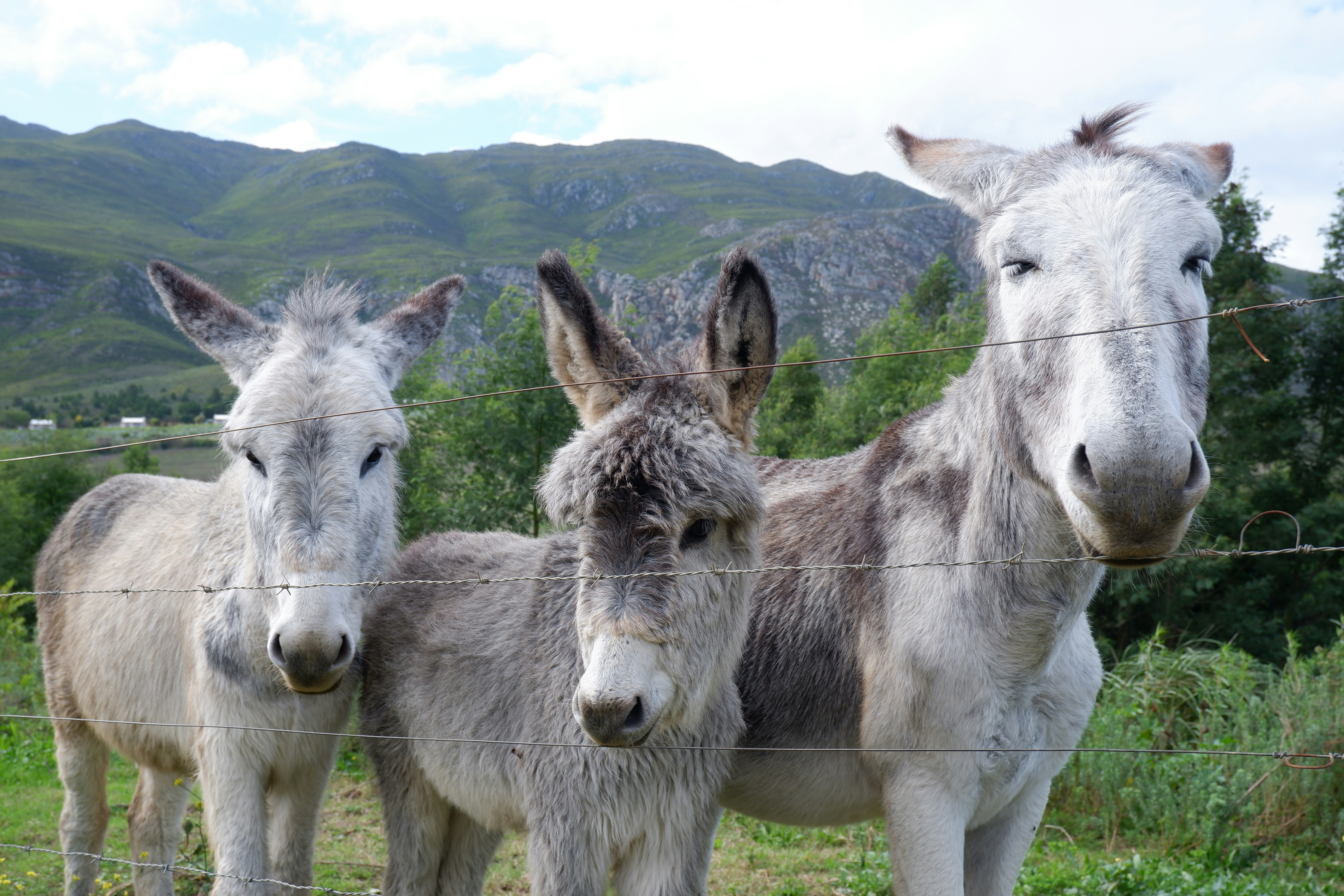 Donkeys in the Western Cape