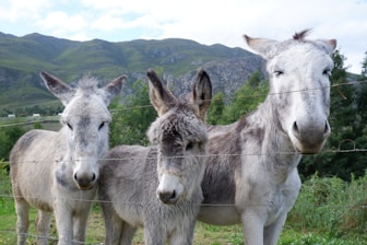 three donkeys standing behind a barbed wire fence