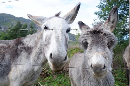 Two donkeys are standing close together behind a barbed wire fence, with green hills and trees visible in the background. The donkeys have a mix of grey and white fur, and they are looking directly at the camera, appearing curious or friendly. The scene is set outdoors with a natural landscape.