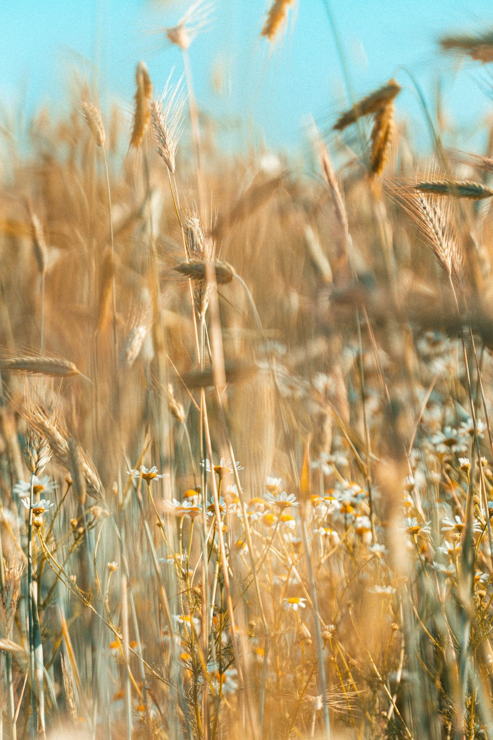 a field full of tall grass with a blue sky in the background