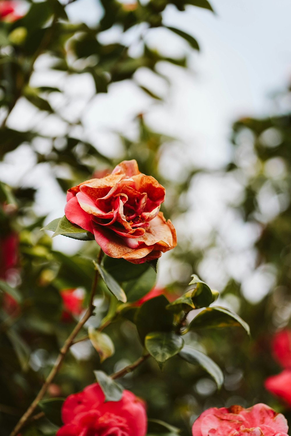 a close up of a flower on a tree