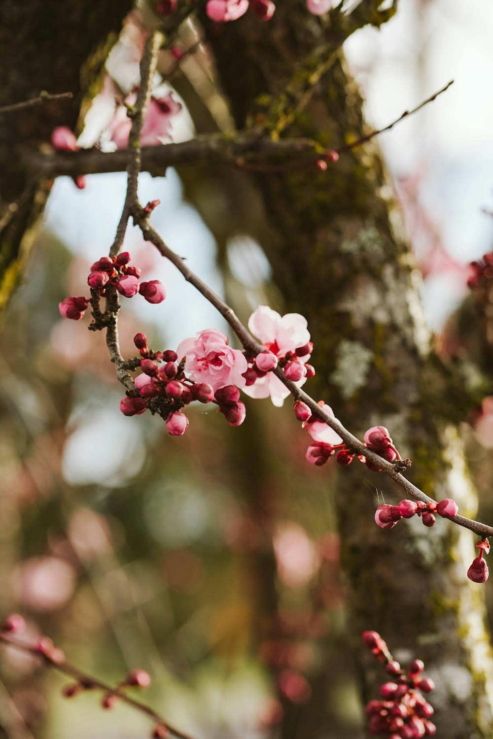 a branch of a tree with pink flowers