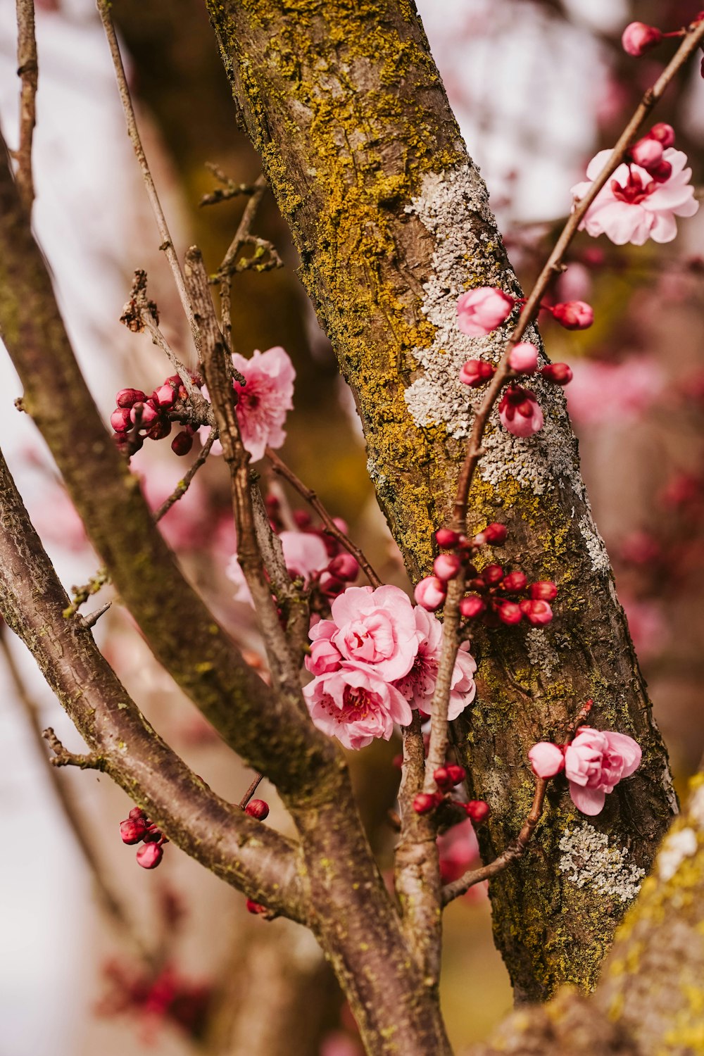 a tree with pink flowers growing on it