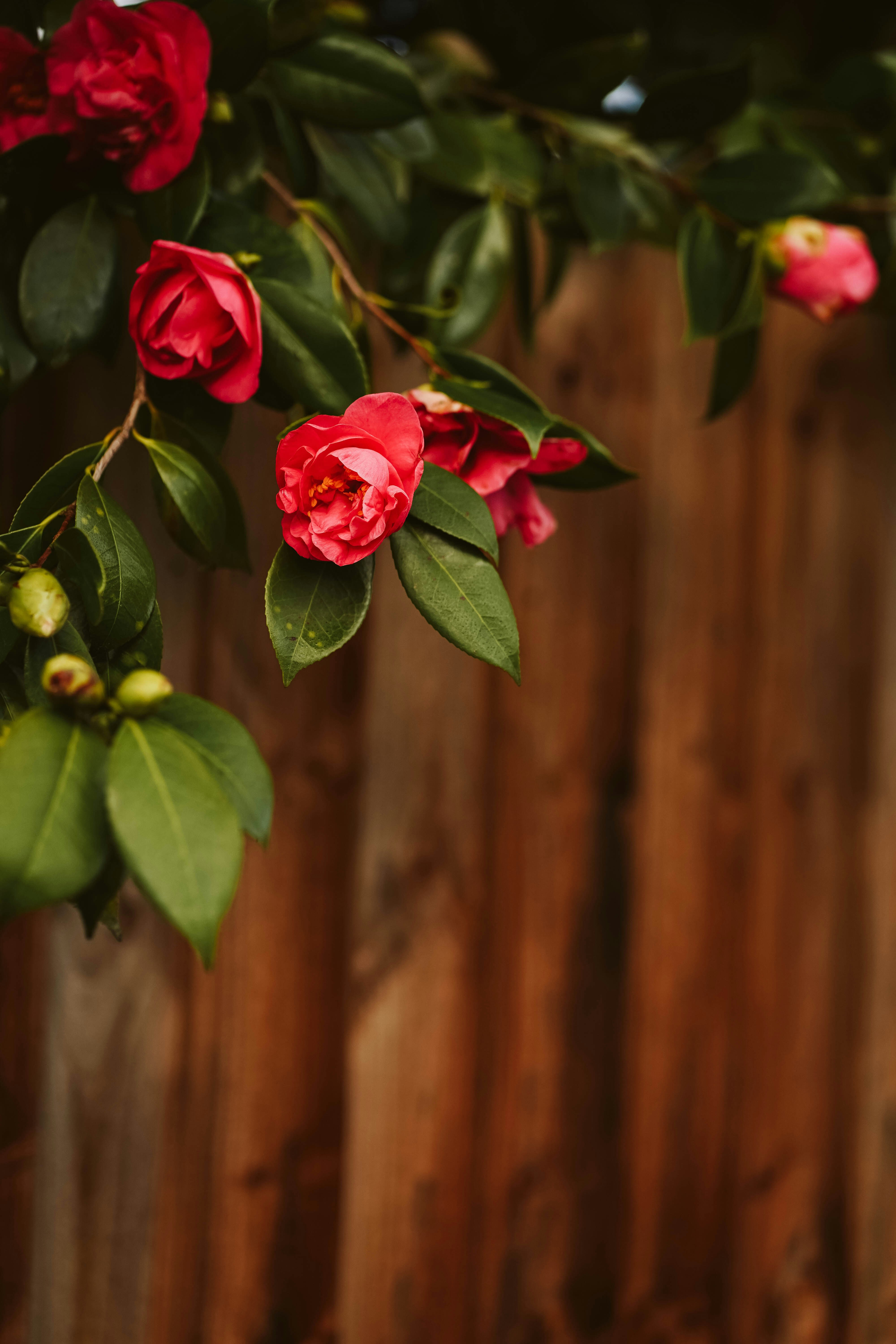 Photo by fayedesigns