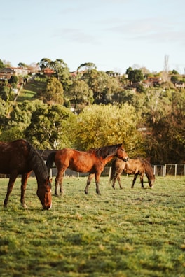 A group of mares grazing peacefully under tall trees.
