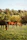 Children laughing and playing near the barn with horses grazing peacefully in the background.