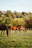 Children laughing and playing near the barn with horses grazing peacefully in the background.