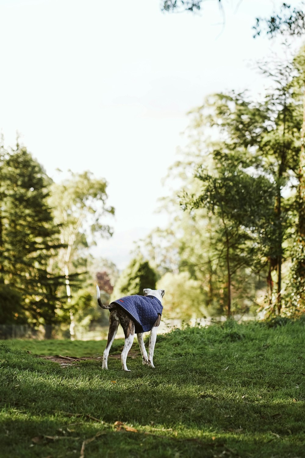 a dog wearing a blue jacket standing in the grass