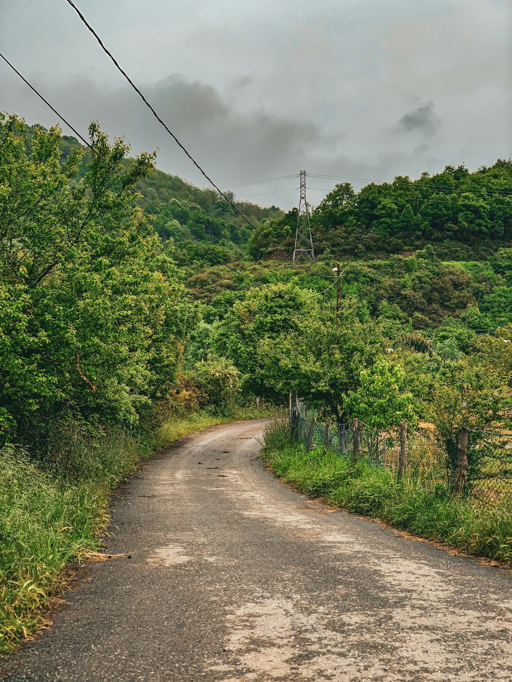 a dirt road surrounded by lush green trees