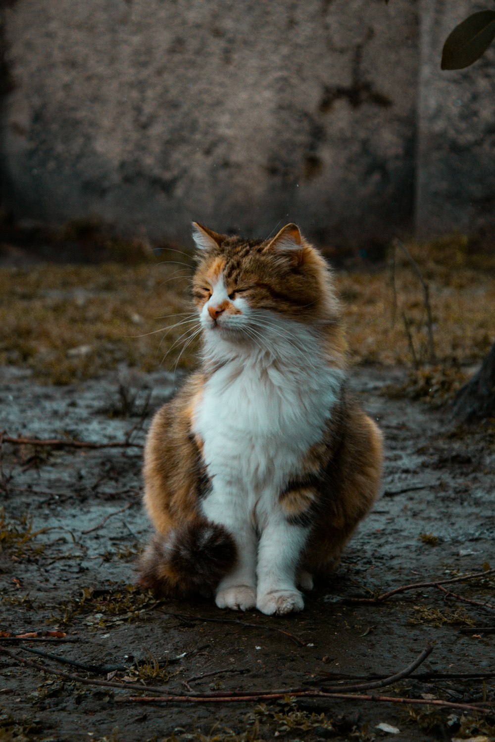 a brown and white cat sitting on the ground