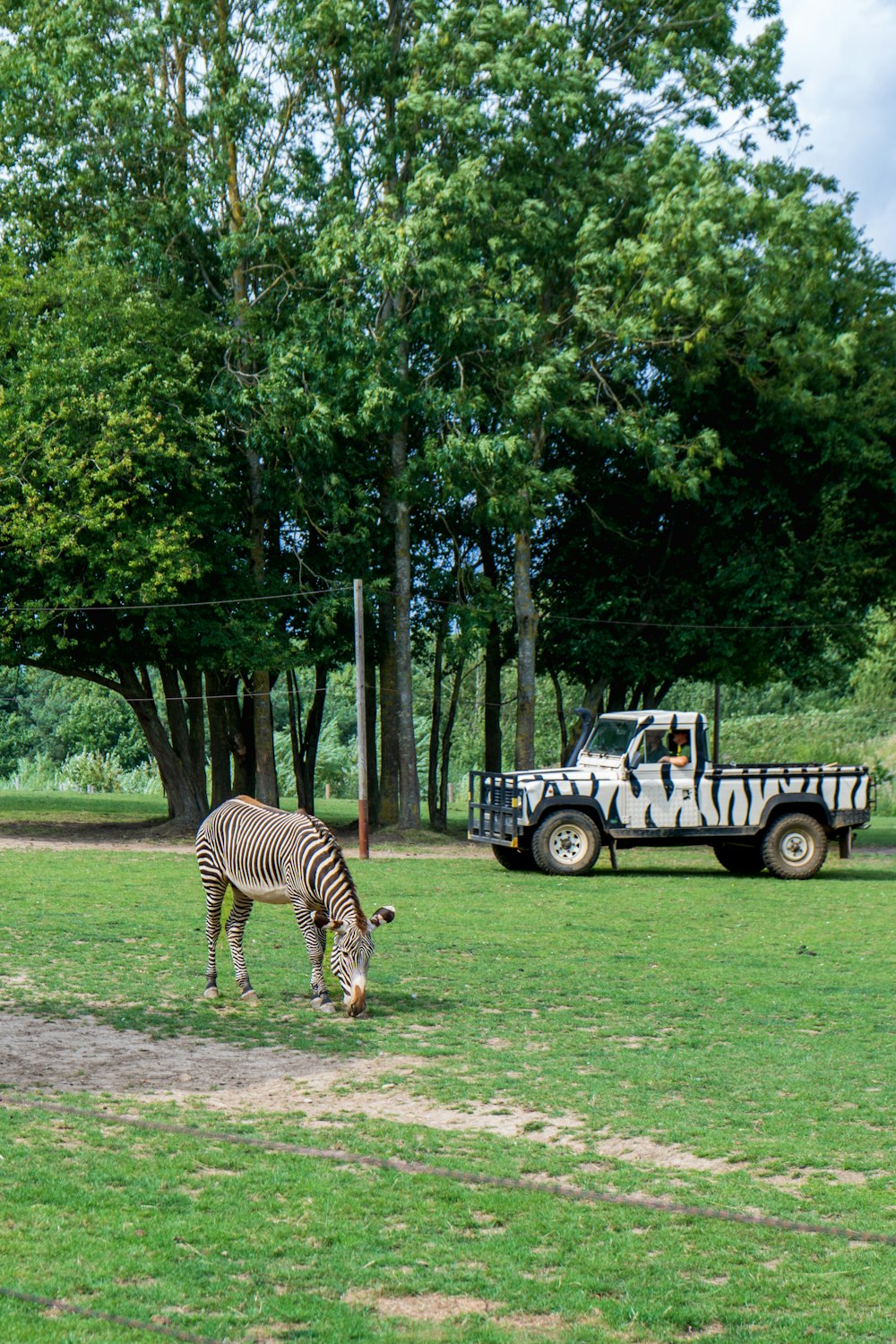 a zebra grazing in a field next to a truck