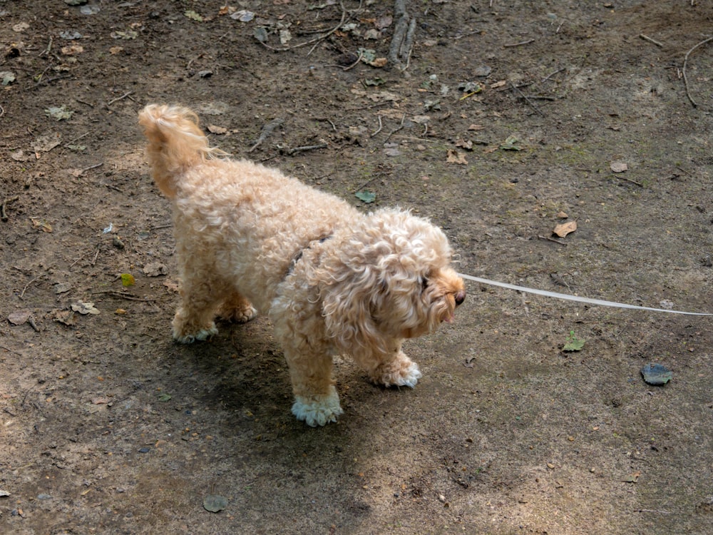 a small dog on a leash in the dirt