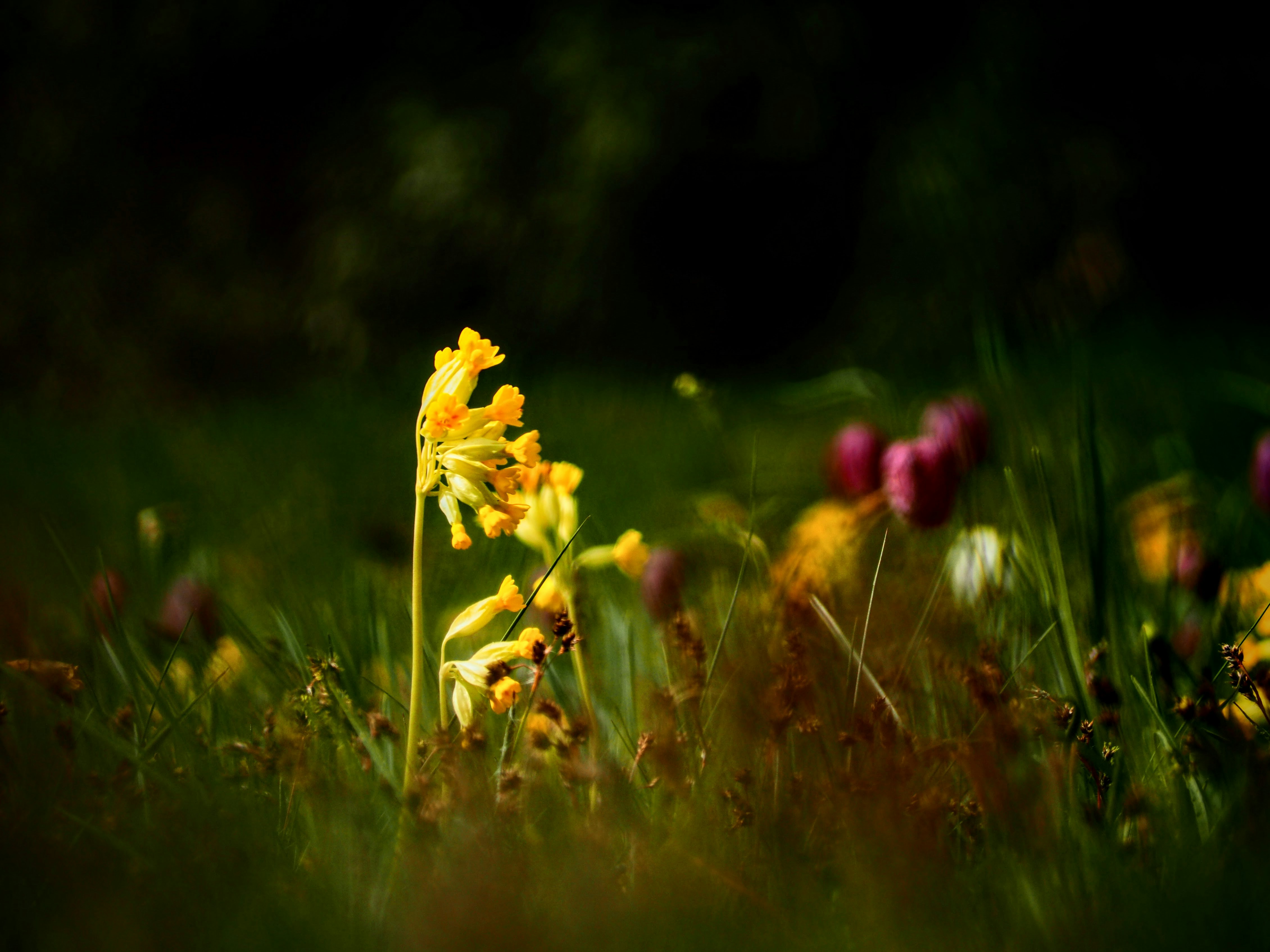 Photo by benji_da_vinci