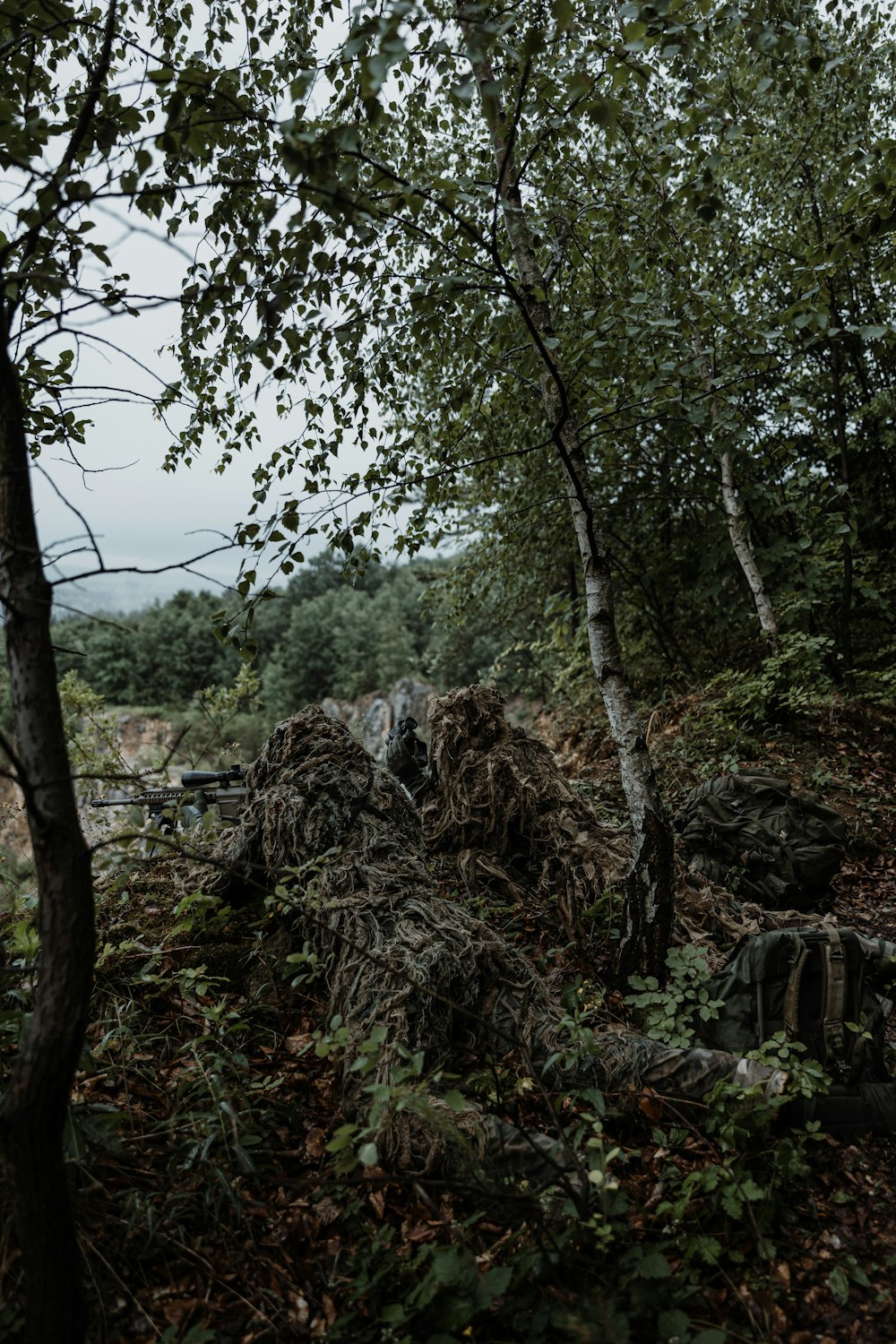 a forest filled with lots of trees next to a forest