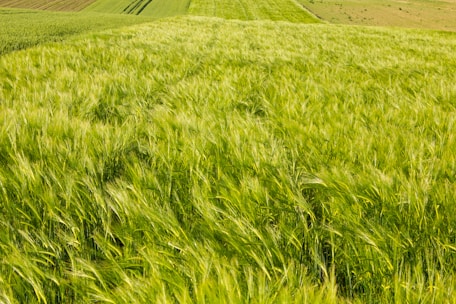 A farmer inspecting vibrant green barley crops under a clear blue sky.
