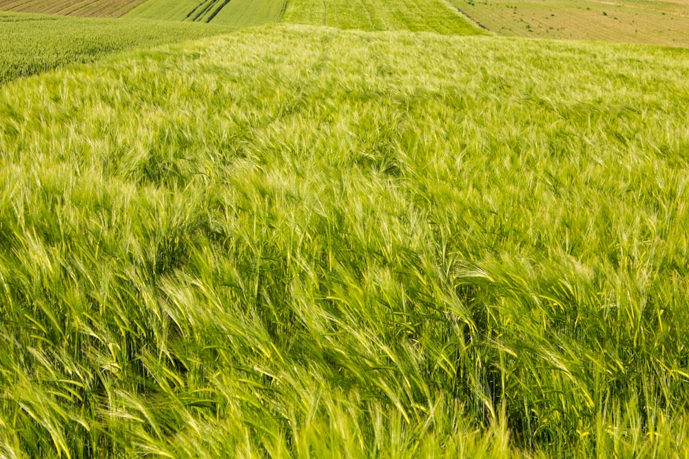 a large field of green grass with rolling hills in the background