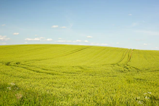 A wide open green field with gentle rolling hills under a clear blue sky.