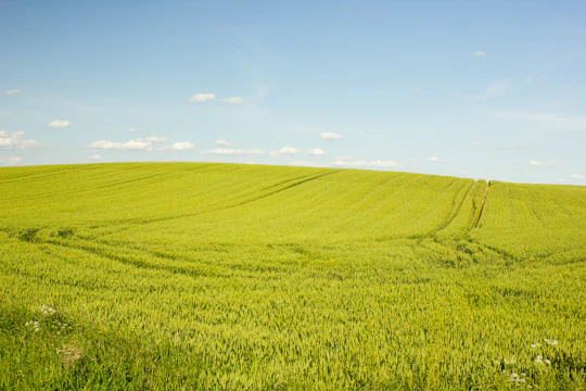 A wide open green field with gentle rolling hills under a clear blue sky.