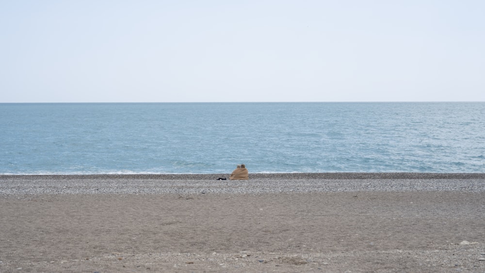 a dog sitting on a beach next to the ocean