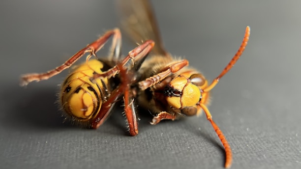 a close up of a bee on a table