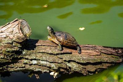 Sunny basking turtle stretching its legs on a wooden log inside the tank.
