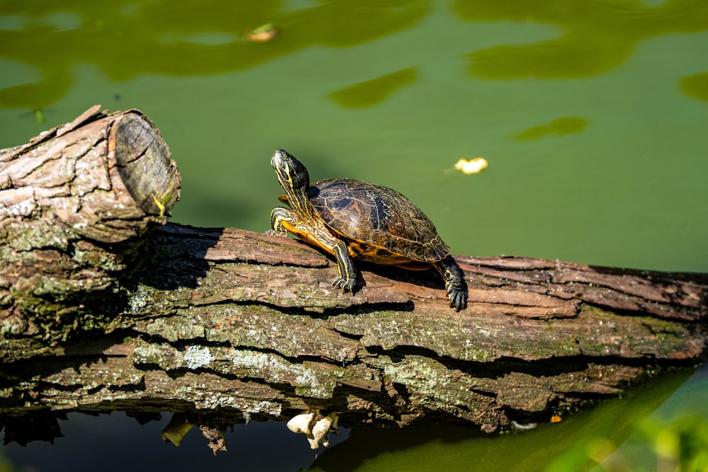 a turtle is sitting on a log in the water
