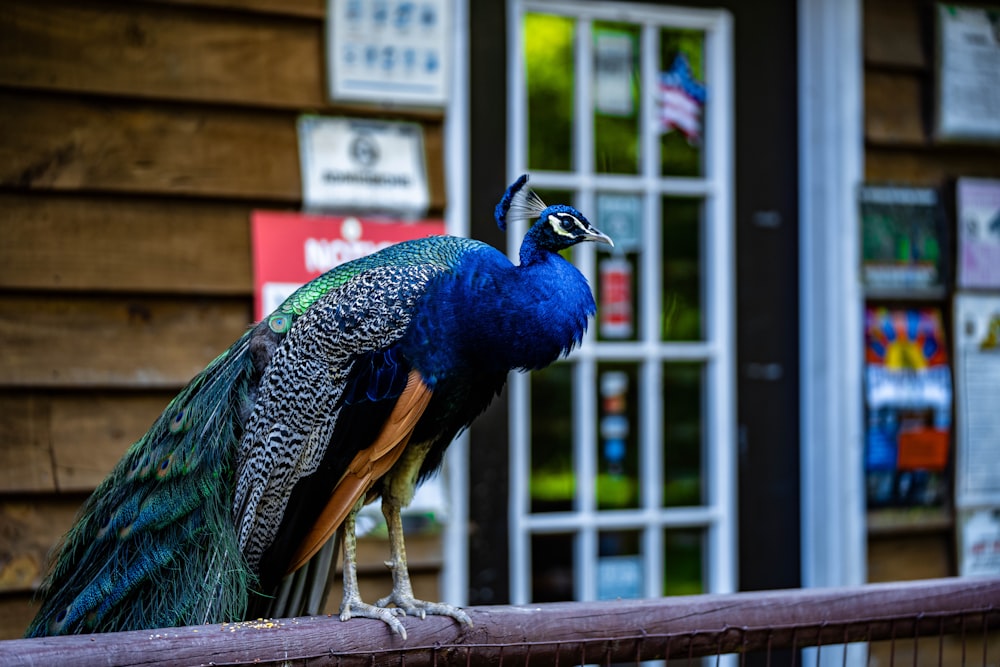 a peacock standing on a rail in front of a store