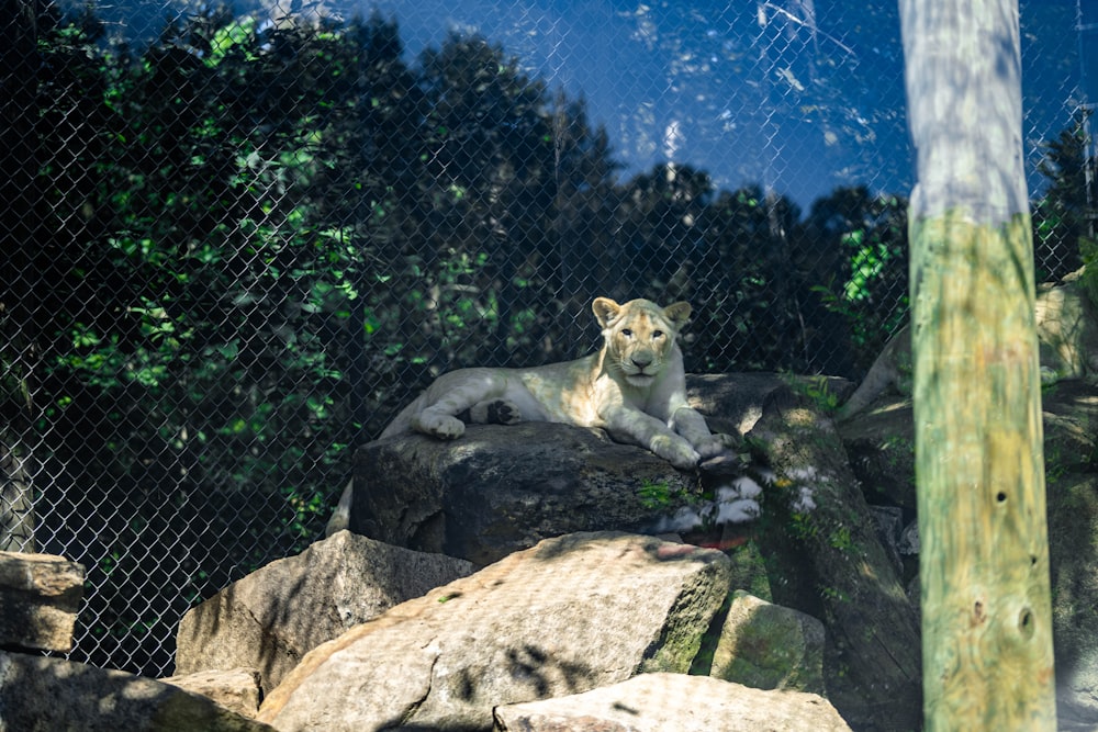 a white tiger sitting on top of a rock