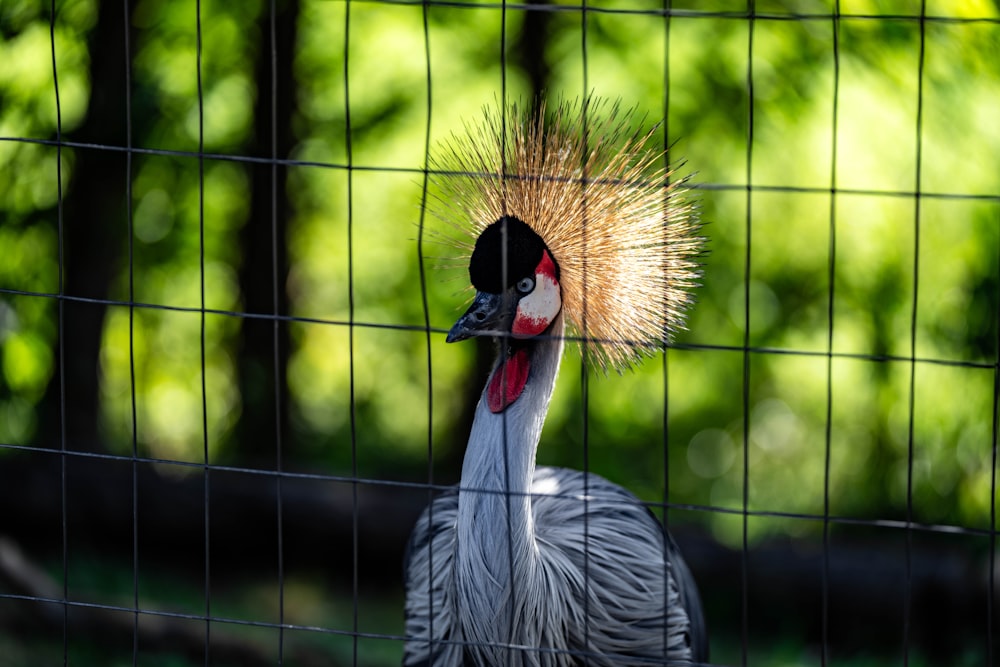 a bird with a mohawk standing in a cage