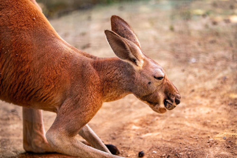 a close up of a kangaroo on a dirt road