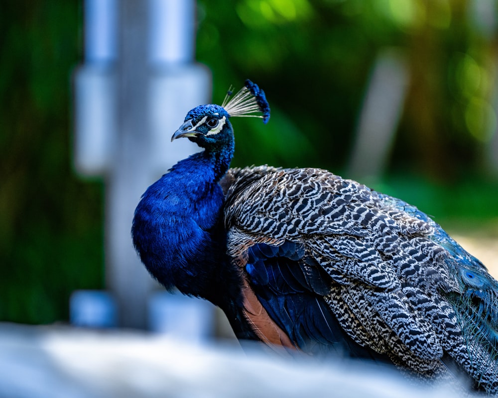 a blue and black bird sitting on top of a table
