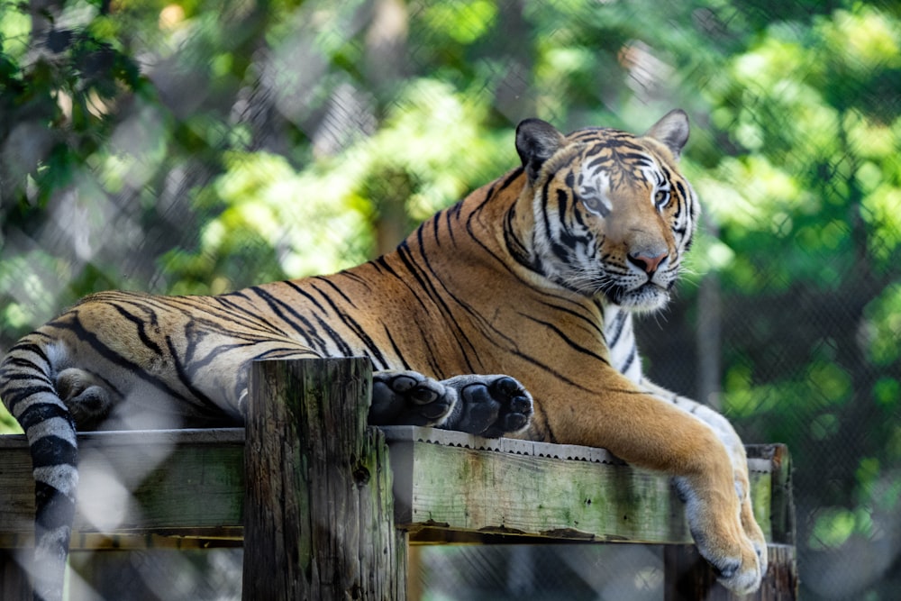 a tiger laying down on a wooden platform