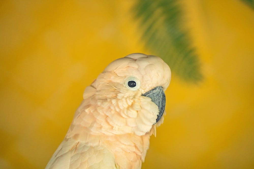 a close up of a bird with a yellow background
