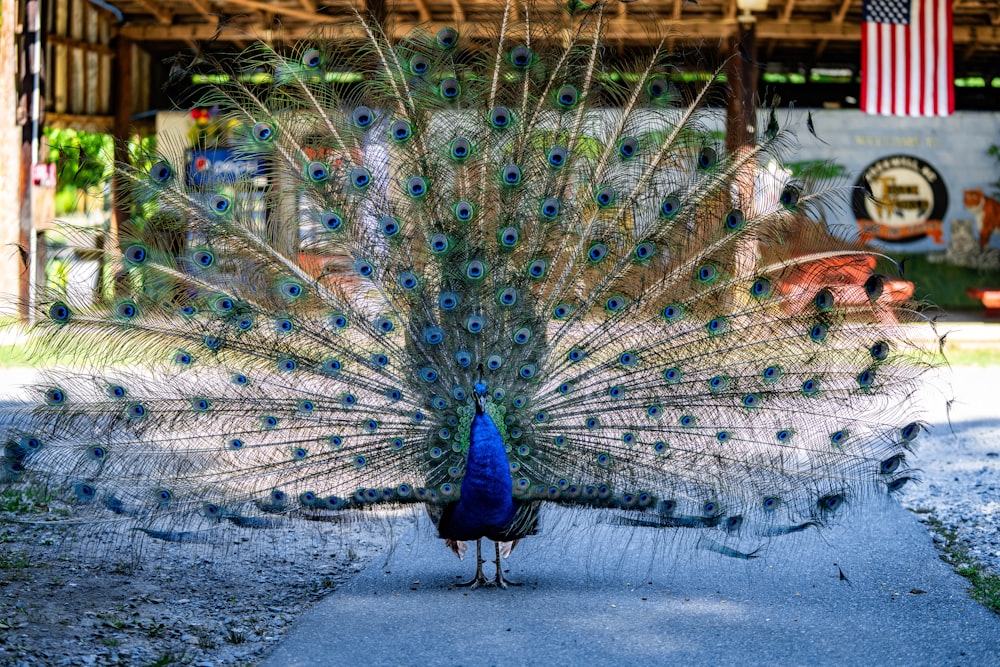 a peacock displaying its feathers in front of a building