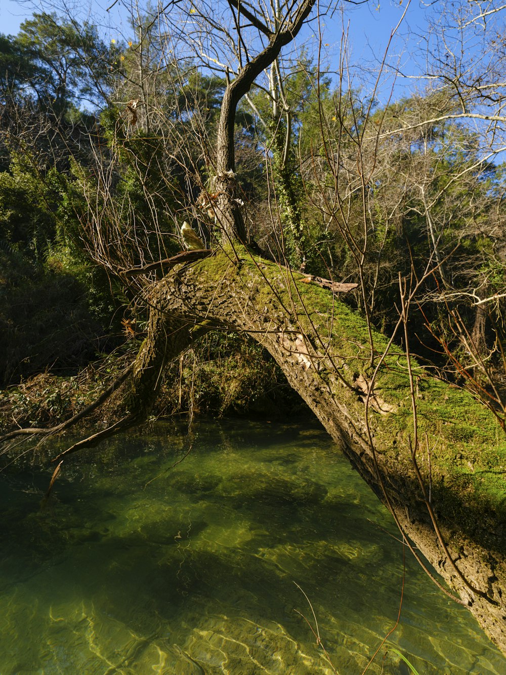 a tree leaning over a body of water