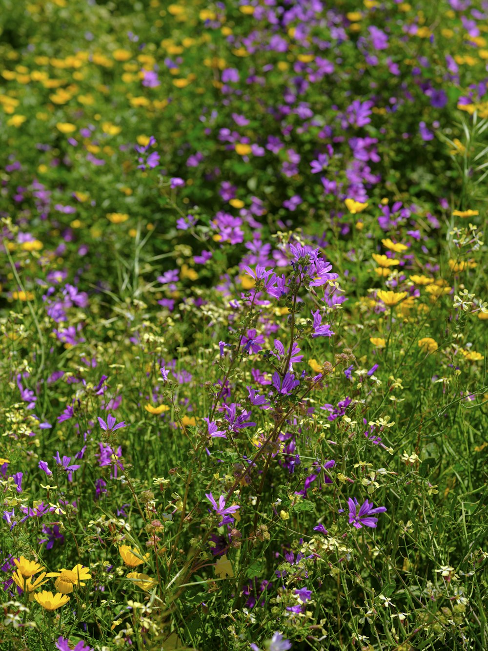Un champ plein de fleurs violettes et jaunes