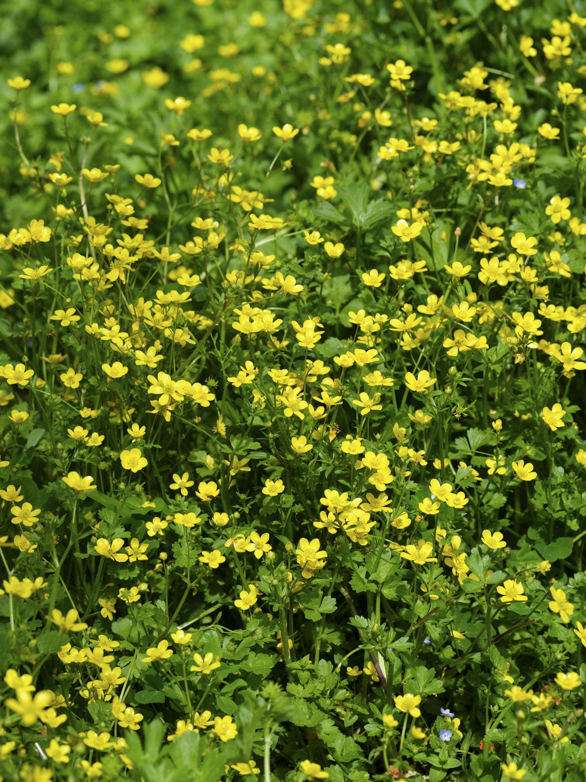 a field of yellow flowers with green leaves