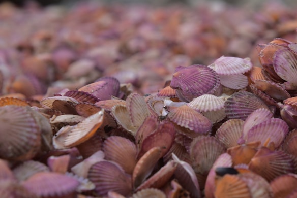A close-up view of a large collection of scallop shells, featuring a variety of colors ranging from shades of pink and purple to orange and beige. The shells are arranged in a dense, overlapping pattern, creating an intricate texture across the image.