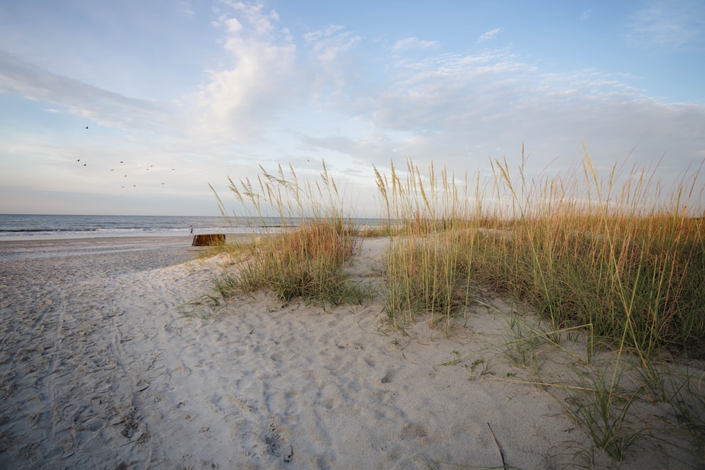 a sandy beach with grass growing out of the sand