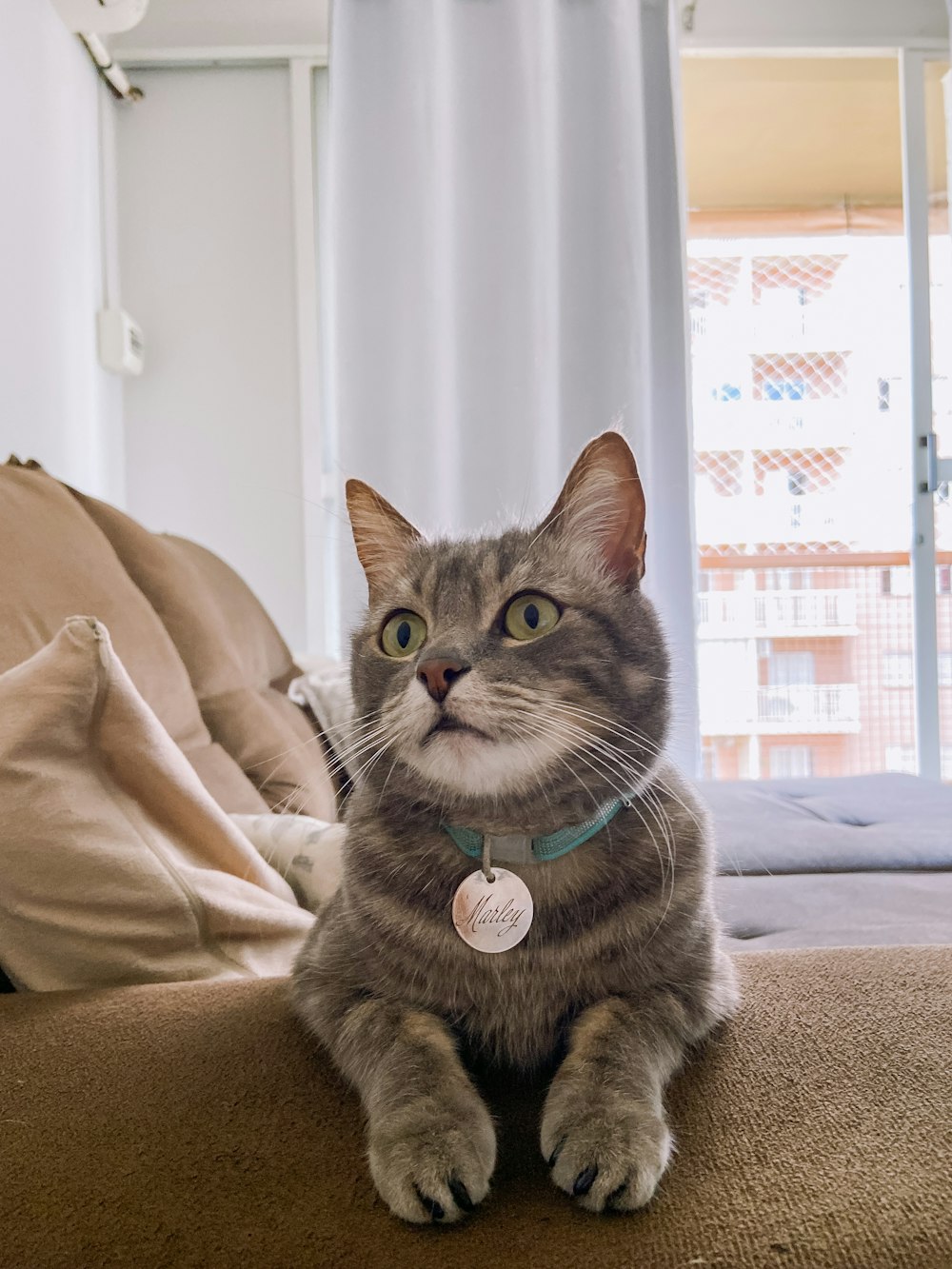 a cat sitting on top of a bed next to a window