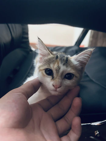 A close-up of a pet parent gently adjusting a handmade collar on their curious kitten.
