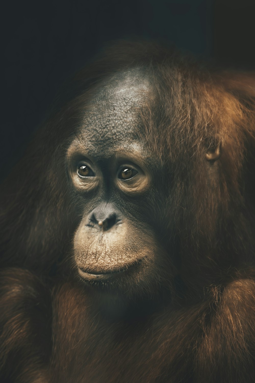 a close up of a monkey with a black background