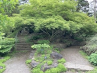 A serene view of the lush green garden with native plants and a stone pathway.