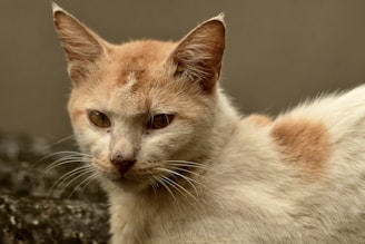 A close-up of a curious Savannah cat with striking spotted fur and large ears.