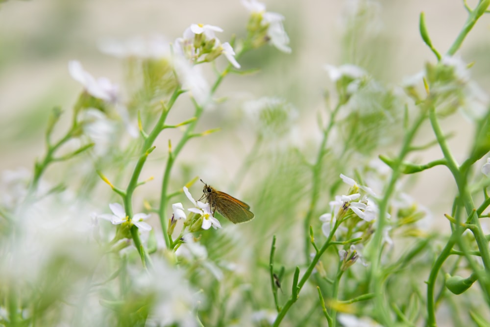 ein kleiner braun-weißer Schmetterling, der auf einer Blume sitzt
