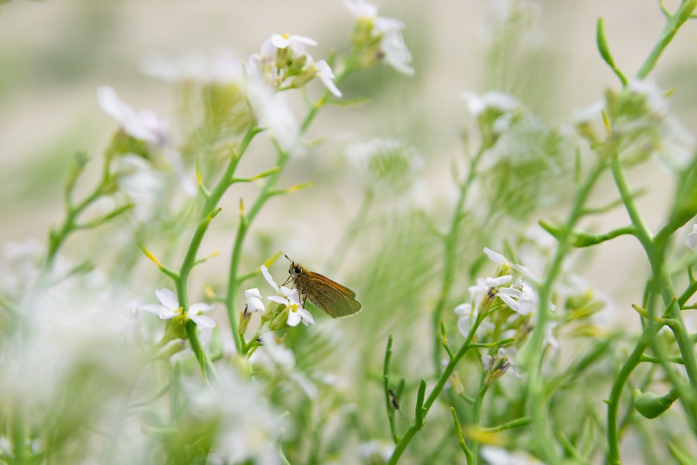 a small brown and white butterfly sitting on a flower