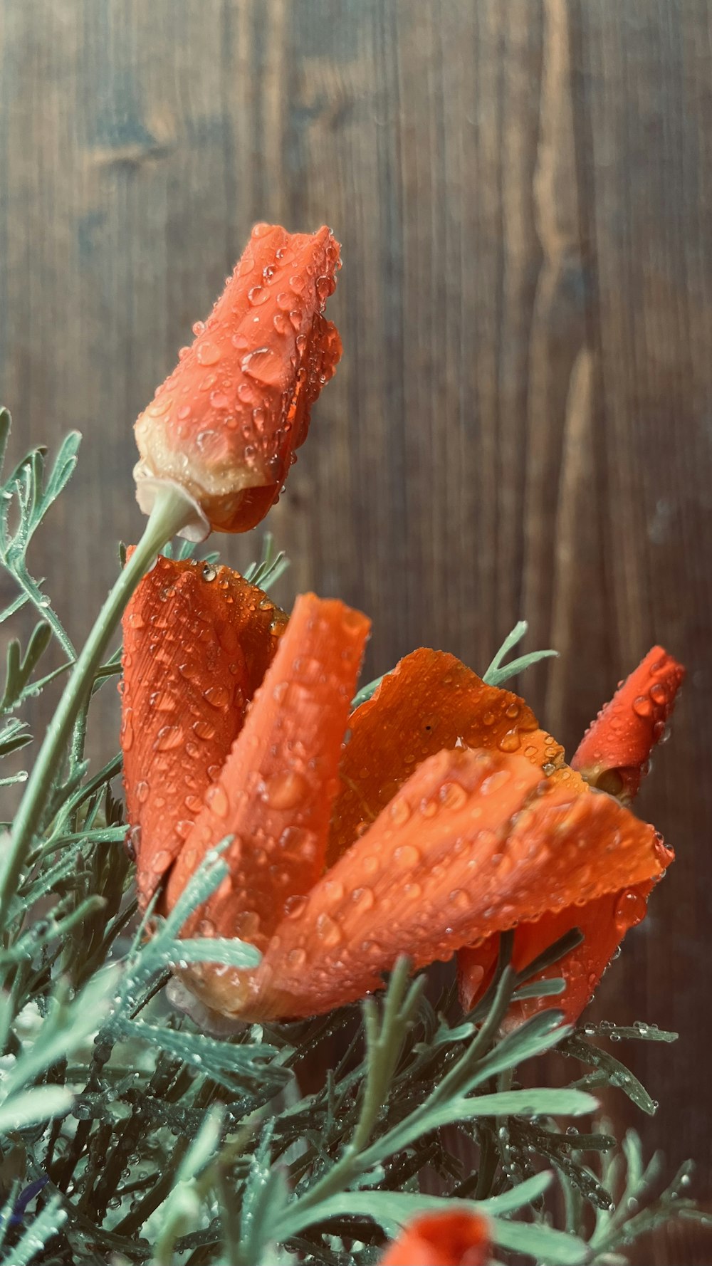 a close up of a flower with water droplets on it