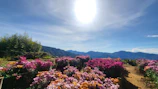 A landscaper planting vibrant flowers in a sunny Northern California garden.