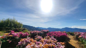 A cheerful cartoon sun shining over a lush green backyard filled with colorful flowers and fluttering birds